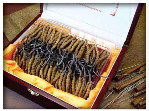 丁青冬虫夏草回收